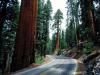 redwood road