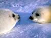2 pui de foca
