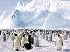 Penguini, Antarctica