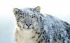 snow leopard [wide]