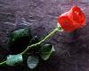 True Love Forever, Red Rose