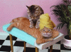 pussy massage