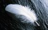 White Feather [Widescreen]